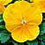 Amor Perfeito Amarelo Crow - Viola tricolor: 15 Sementes - Imagem 1