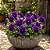 Amor Perfeito Lavanda Crow - Viola tricolor: 15 Sementes - Imagem 1
