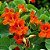 Capuchinha Anã Tango -Tropaeolum majus: 10 Sementes - Imagem 1