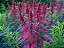 Amaranto Asteca - Amaranthus cruentus - 250 Sementes - Imagem 2