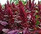 Amaranto Asteca - Amaranthus cruentus - 250 Sementes - Imagem 1