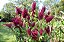 Amaranto Asteca - Amaranthus cruentus - 250 Sementes - Imagem 4