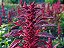 Amaranto Asteca - Amaranthus cruentus - 500 Sementes - Imagem 1