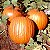 Abóbora de Halloween Howden: 5 Sementes - Imagem 3