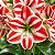 Amarilis Superstar Branco e Vermelho: 10 Bulbos - Imagem 1