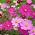 Cosmea Carnaval: 15 Sementes - Imagem 1