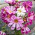 Cosmea Seashell: 15 Sementes - Imagem 2