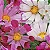 Cosmea Concha do Mar: 15 Sementes - Imagem 1