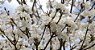 Ipê Branco - Tabebuia roseoalba: 5 Sementes - Imagem 4