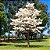 Ipê Branco - Tabebuia roseoalba: 5 Sementes - Imagem 2