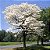 Ipê Branco - Tabebuia roseoalba: 5 Sementes - Imagem 1