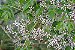 Cinamomo Gigante - Melia azedarach L. - 3 Sementes - Imagem 2