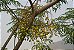 Cinamomo Gigante - Melia azedarach L. - 3 Sementes - Imagem 4