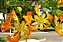 Flamboyant Amarelo - Delonix regia sp. - 5 Sementes - Imagem 2