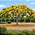 Flamboyant Amarelo - Delonix regia sp. - 5 Sementes - Imagem 1