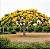 Flamboyant Amarelo - Delonix regia sp. - 5 Sementes - Imagem 1