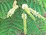 Barbatimão - Stryphnodendron polyphyllum Mart.: 5 Sementes - Imagem 4