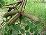 Barbatimão - Stryphnodendron polyphyllum Mart.: 5 Sementes - Imagem 5