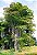 Palmeira Caryota Mitis - Caryota mitis Lour - 2 Sementes - Imagem 4