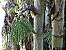Palmeira Caryota Mitis - Caryota mitis Lour - 2 Sementes - Imagem 1