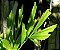 Palmeira Caryota Mitis - Caryota mitis Lour - 2 Sementes - Imagem 5