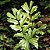 Palmeira Caryota Mitis - Caryota mitis Lour - 2 Sementes - Imagem 2