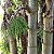 Palmeira Caryota Mitis - Caryota mitis Lour - 2 Sementes - Imagem 1