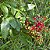 Aroeira Pimenteira - Schinus terebinthifolius Raddi: 20 Sementes - Imagem 2