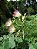 Sete Cascas - Samanea Inopinata - 5 Sementes - Imagem 1