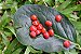 Tento carolina (Falso Pau Brasil) – Adenanthera pavonina – 3 Sementes - Imagem 5