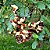 Tento carolina (Falso Pau Brasil) – Adenanthera pavonina – 3 Sementes - Imagem 2
