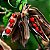 Olho de Cabra - Ormosia arborea - 3 Sementes - Imagem 1