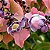 Sapucaia - Lecythis pisonis - 2 Sementes - Imagem 1