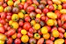 Tomates Sortidos - 100 Sementes - Imagem 7