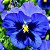 Amor Perfeito Azul Gigante Suíço: 15 Sementes - Imagem 1