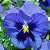 Amor Perfeito Azul Gigante Suíço: 15 Sementes - Imagem 1