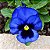Amor Perfeito Azul Gigante Suíço: 15 Sementes - Imagem 2