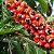 Guaraná - 5 Sementes - Imagem 2