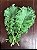 Couve Kale Arizona - 50 Sementes - Imagem 1