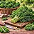 Couve Kale Arizona - 50 Sementes - Imagem 1