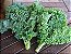 Couve Kale Arizona - 50 Sementes - Imagem 2