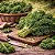 Couve Kale Arizona - 50 Sementes - Imagem 1