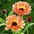Calêndula Por do Sol - Calendula officinalis L: 15 Sementes - Imagem 1