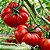 Tomate Gaúcho-Maça (Marmande): 20 Sementes - Imagem 2