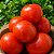 Tomate Kaiçara (Caiçara): 20 Sementes - Imagem 1