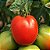 Tomate Santa Clara - 20 Sementes - Imagem 1