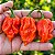 Pimenta Naga Morich: 10 Sementes - Imagem 1