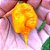 Carolina Reaper Amarela: 10 Sementes - Raridade! - Imagem 2