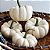 Abóbora Baby Boo Fantasminha - Cucurbita Pepo L.: 5 Sementes - Imagem 1