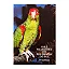 Aves Silvestres Do Rio Grande Do Sul - William Belton/John S. Dunning